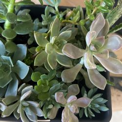 Hermosas Suculentas 