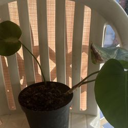 Small Monstera Plant 3.00