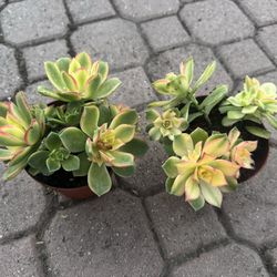 Succulent 5$ Each