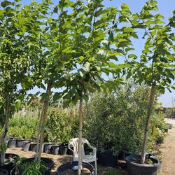 Mulberry Tree