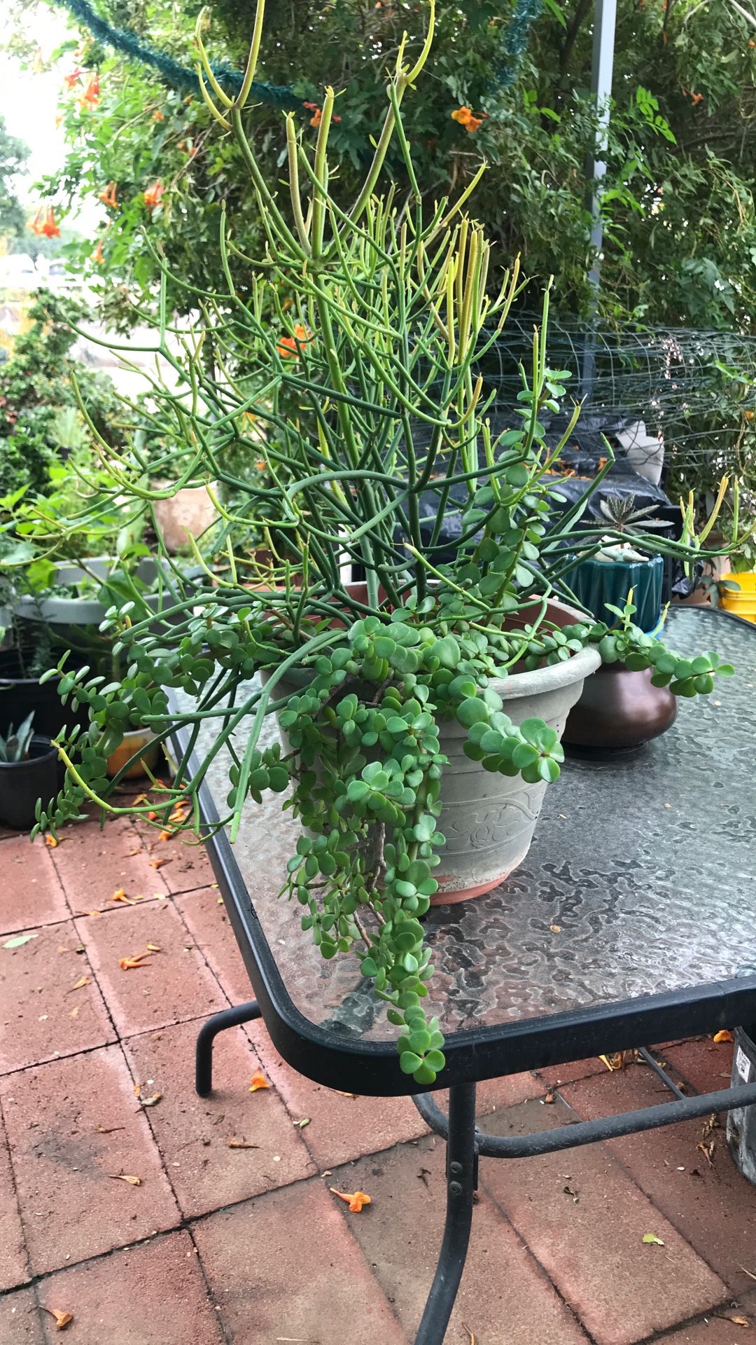 Hade Plant And Fire Stick