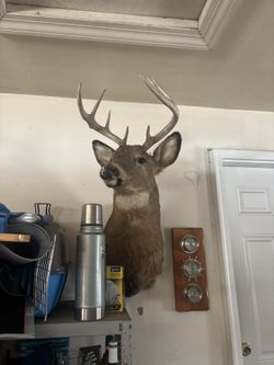 Deer Mount
