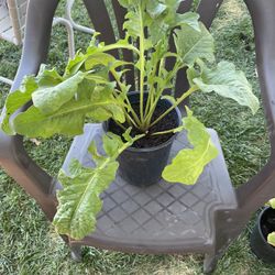 Barberton Daisy Plant Planta