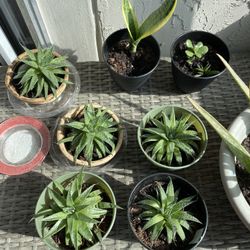 Succulents And Snake Plants