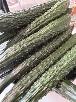 Fresh picked cucumber