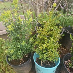Box Wood Bushes. 6.00 Each