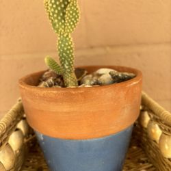 Bunny Ear Cacti