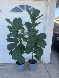 Fiddle leaf fig 65$ each