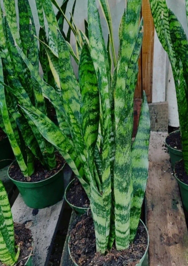 Snake Plants