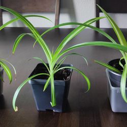 Cute Variegated Spider Plants