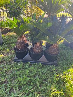 King sago in 6” pot. SPECIAL PRICE 🤩