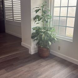 Fake Plant 