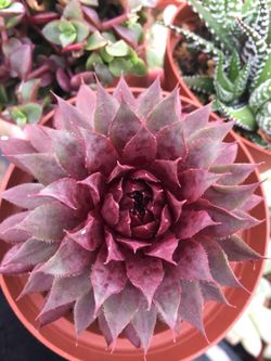 Succulents
