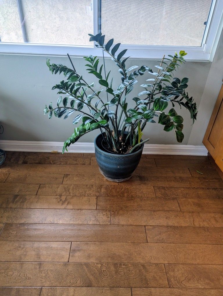 Healthy ZZ Plant