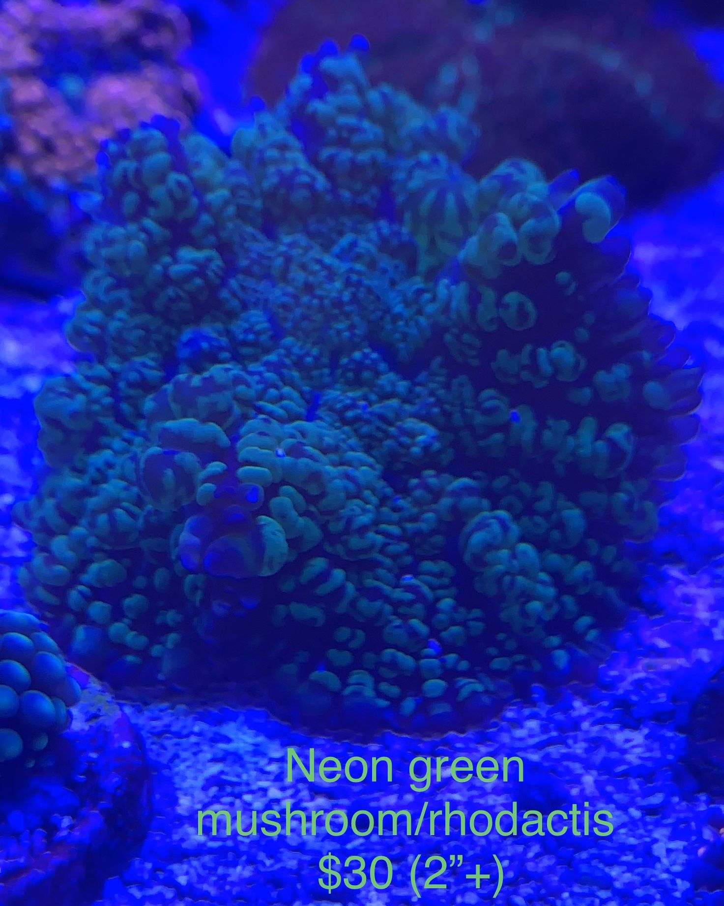 Coral Frags Prices On Pictures.