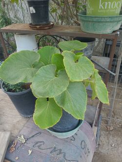 Planta Santa YRuda 