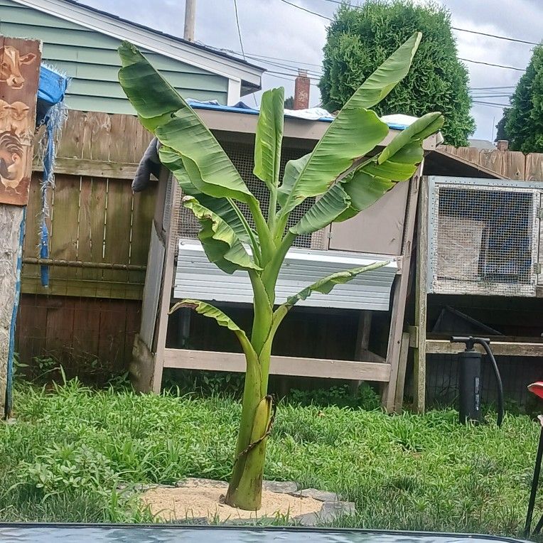 Banana Tree