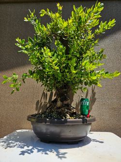 Old New Zealand christmas Bonsai Tree
