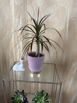 Plant