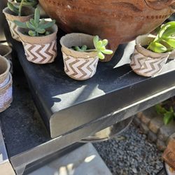 2 For 3. Small Plants. Suculents 