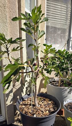 🌿 Violette de Bordeaux Fig Trees 🌿
