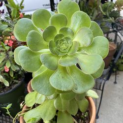 Potted Plants