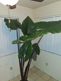 ALOCASIA REGAL SHIELD ELEPHANT EARS PLANT 7 FEET PLUS