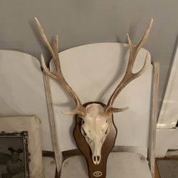 Taxidermy Sika Deer Skull!! $100 Obo!!