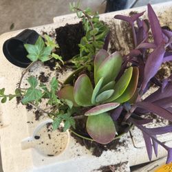 Succulents Plants