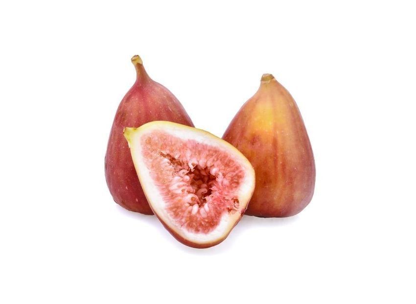Flanders FIG TREE