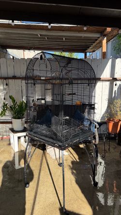 Black bird cage