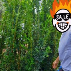 podocarpus  over 7 feet tall Instant Privacy Hedge For Fence Green Full Ready for planting