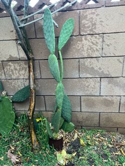 Nopal pickle plants, Azusa