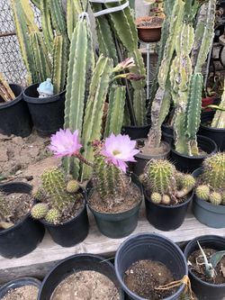 Blooming pink cactus and white
