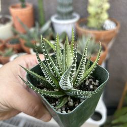 Variegated Zebra Haworthia Plant 