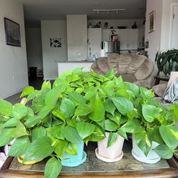 Pothos Plants