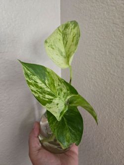 Manjula pothos cutting  live housplant