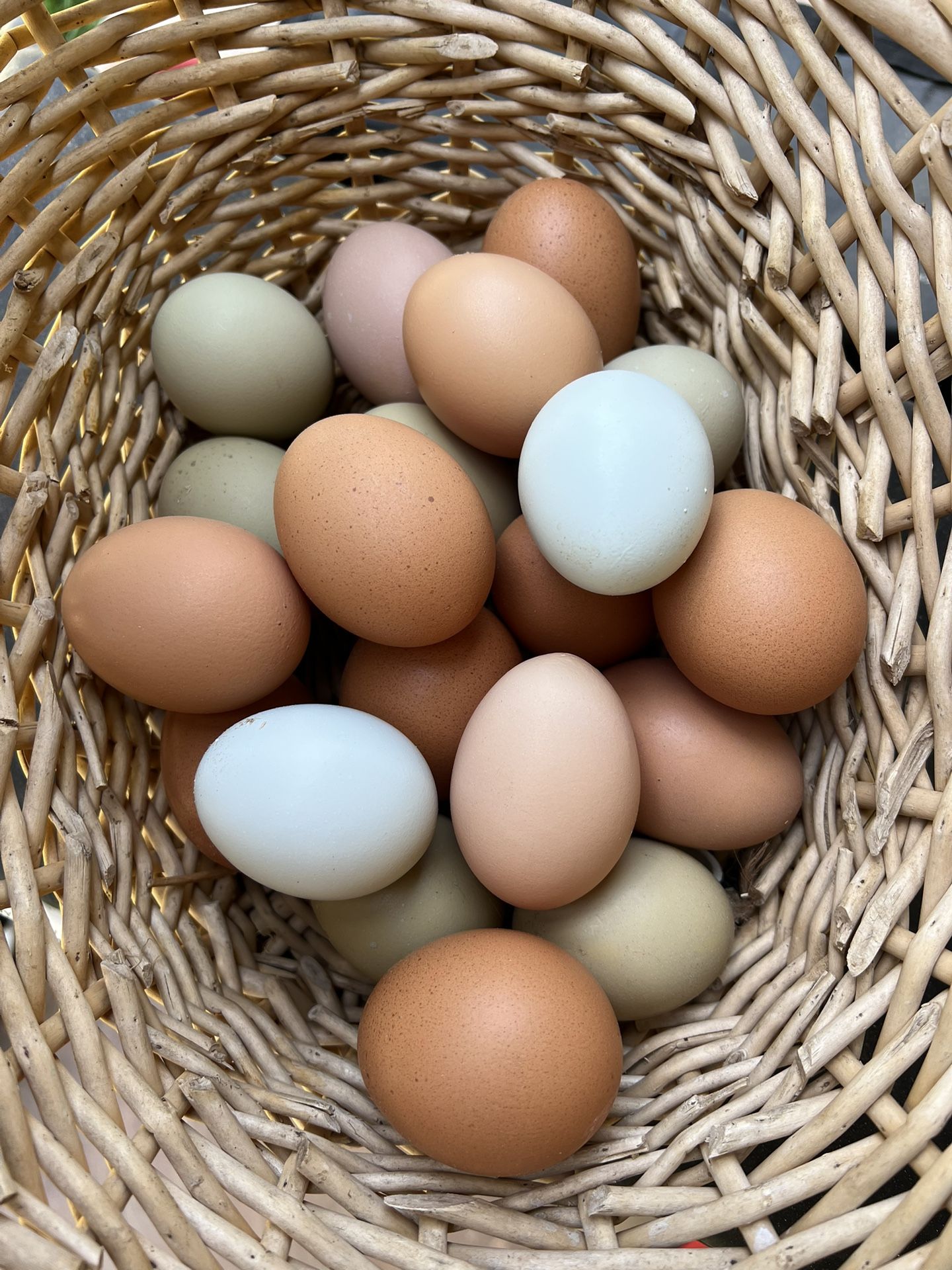 Fresh Eggs