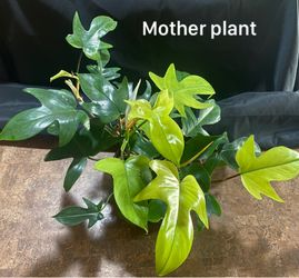 Philodendron padatum “Florida Ghost”