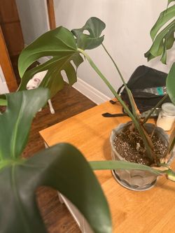 Monstera