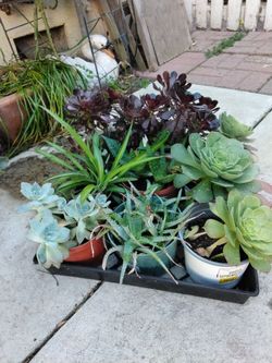 SUCCULENTS  PLANTS 15 for All