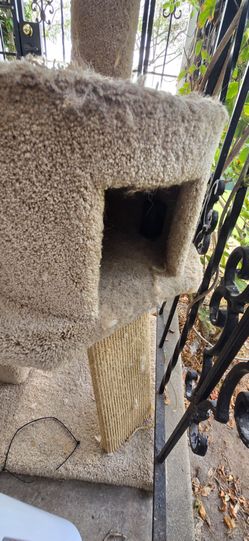 CAT CLIMBING TOWER