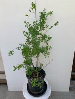 #1- Goji Plants 枸杞樹