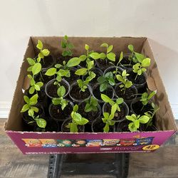 25 pack small Lemon Trees