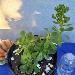 ORGANIC AEONIUM PLANT.