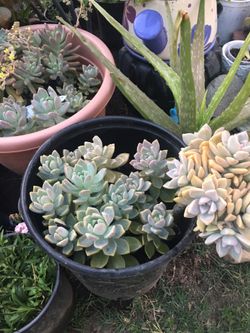 Succulent