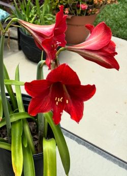 Amaryllis Bulbs