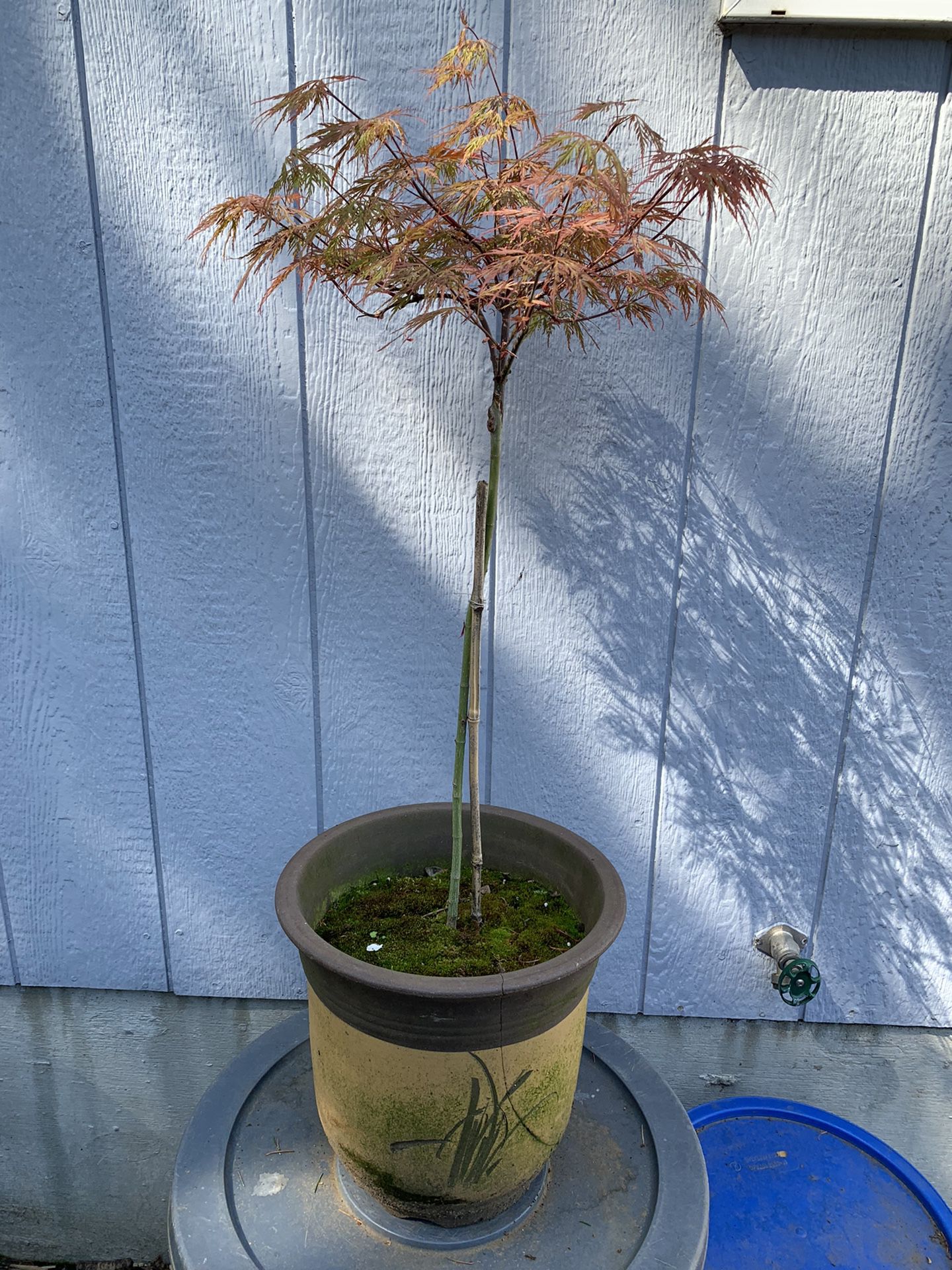 Japanese Maple 28 Inches 