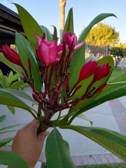 Plumeria Cuttings and Rooted