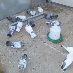 Pigeons 